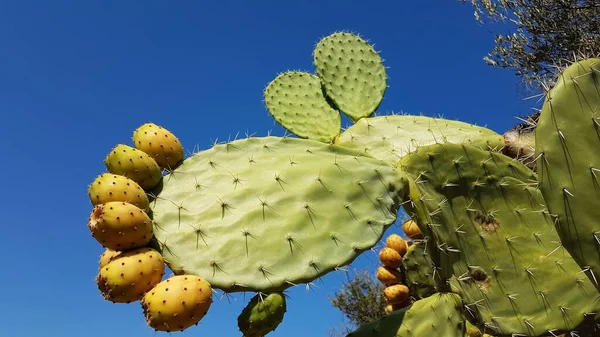 Ripe prickly pears against blue sky. — стоковое фото
