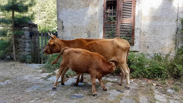 Cielę pijące mleko matki. Korsykańska krowa karmi cielę przed opuszczonym, rozpadającym się budynkiem. Korsyka, Francja. — Zdjęcie stockowe