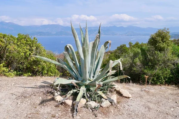 Aloe Vera a lo largo de la ruta costera en el desierto de Agriates cerca de St. Florent. Córcega, Francia. — Foto de Stock