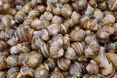 Sicilya, İtalya 'daki market standında taze salyangoz, lumache yakın çekim..