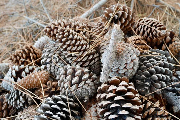 Primer Plano Pila Conos Pino Suelo Del Bosque Cubierto Con — Foto de Stock