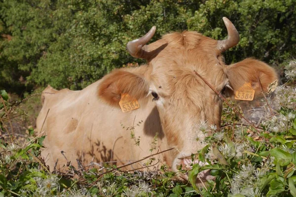 Krowy Wolnym Wybiegu Dzikiej Przyrodzie Korsyki Francja Wysokiej Jakości Zdjęcie — Zdjęcie stockowe