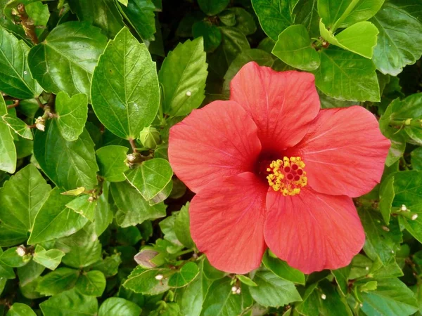 Flor Hibisco Rojo Hojas Verdes Foto Alta Calidad —  Fotos de Stock