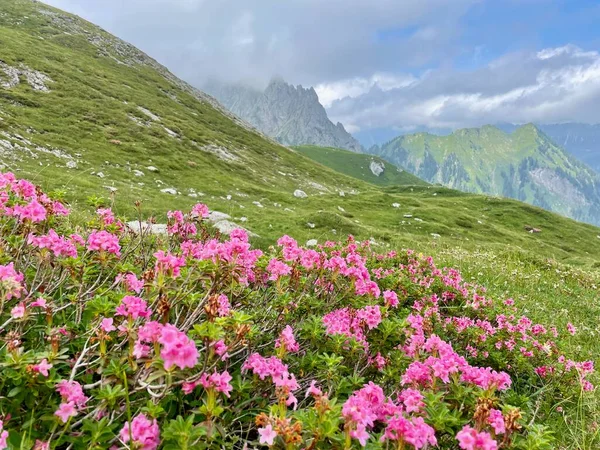 Rosas Alpinas Florecientes Las Montañas Raetikon Cerca Zimba Vorarlberg Austria —  Fotos de Stock