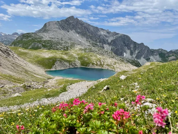 靠近莱赫的Arlberg地区的翡翠绿色的丁香，开着盛开的红色高山玫瑰. — 图库照片
