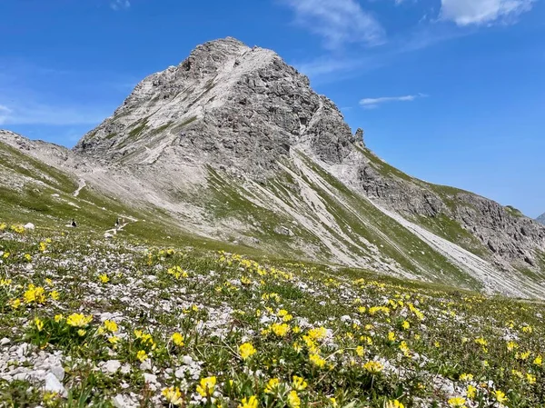 덴트 플 루 산은 레히 와 가까운 알 베르크 지방에 황색 야생화 가 피어 있는 봉우리이다. 보야르 베르크, 오스트리아. — 스톡 사진