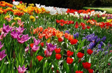 Baharda lale parkında açan renkli laleler. Yüksek kalite fotoğraf