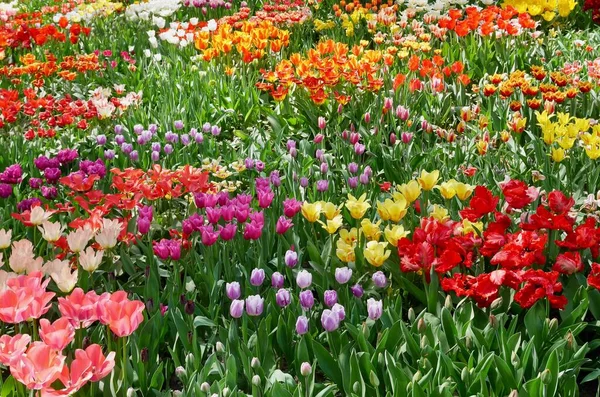 Buntes Tulpenfeld Frühling Blütenmeer Hochwertiges Foto — Stockfoto