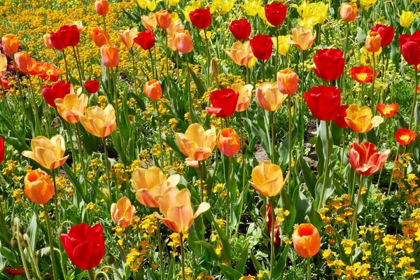 Bunte Tulpenfelder Frühling Rote Orangefarbene Und Gelbe Blüten Hochwertiges Foto — Stockfoto