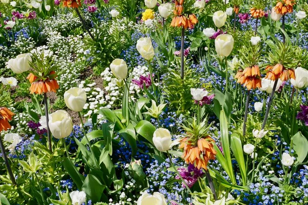 Bunte Tulpen Und Andere Blumen Die Frühling Blühen Ein Meer — Stockfoto