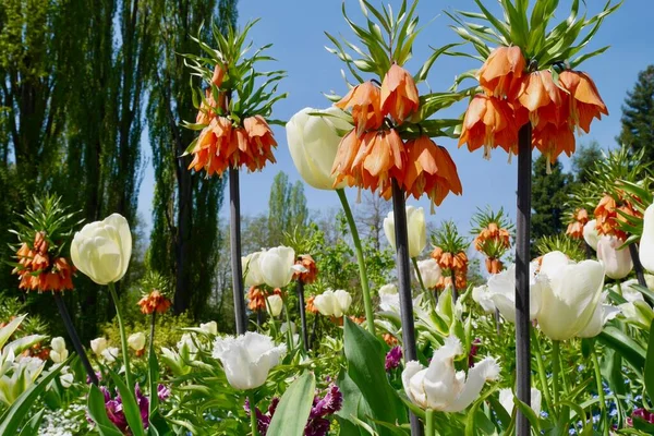 Park Mit Bäumen Bunten Tulpen Und Anderen Blumen Die Frühling — Stockfoto