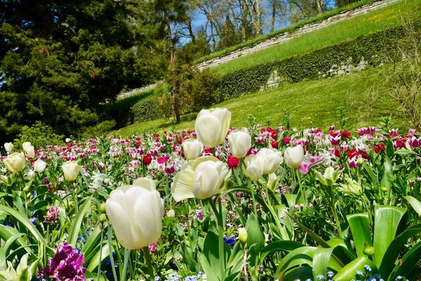 Park Drzewami Kolorowe Tulipany Inne Kwiaty Kwitnące Wiosną Wysokiej Jakości — Zdjęcie stockowe