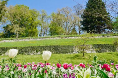 Baharda Mainau, Constance Gölü, Almanya 'da renkli laleler çiçek açıyor. Yüksek kalite fotoğraf