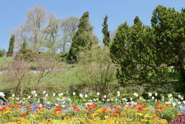 Baharda Mainau, Constance Gölü, Almanya 'da renkli laleler çiçek açıyor. Yüksek kalite fotoğraf