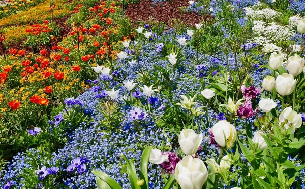 Bunte Tulpen Und Andere Blumen Die Frühling Blühen Ein Meer — Stockfoto