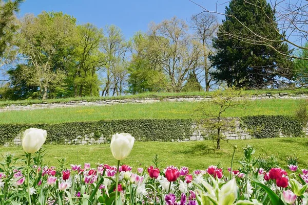 Baharda Mainau, Constance Gölü, Almanya 'da renkli laleler çiçek açıyor. Yüksek kalite fotoğraf