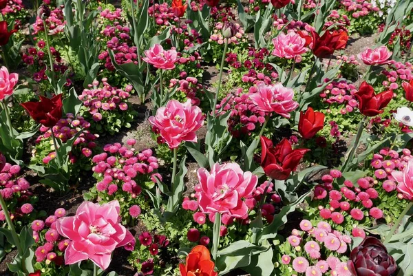Bunte Tulpenfelder Und Andere Blumen Frühling Rosa Und Lila Blüten — Stockfoto