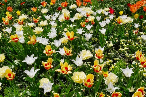 Champ Tulipes Colorées Printemps Fleurs Blanches Jaunes Photo Haute Qualité — Photo