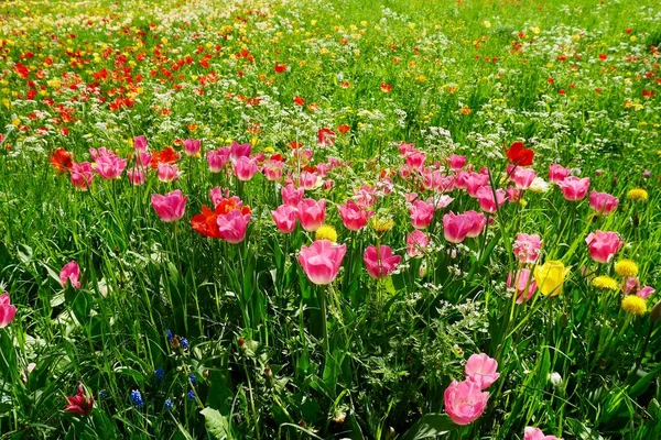 Prairie Avec Des Tulipes Colorées Printemps Mer Fleurs Photo Haute — Photo
