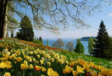 Baharda ağaçlarla ve renkli lalelerle dolu bir park. Yüksek kalite fotoğraf