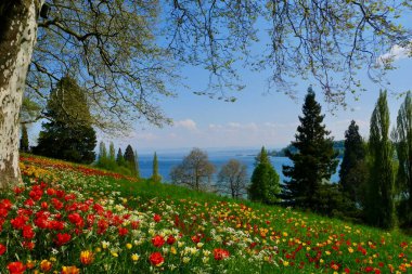 Baharda ağaçlarla ve renkli lalelerle dolu bir park. Yüksek kalite fotoğraf