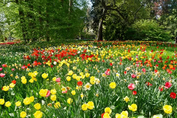 Park Mit Bäumen Und Bunten Tulpen Die Frühling Blühen Hochwertiges — Stockfoto