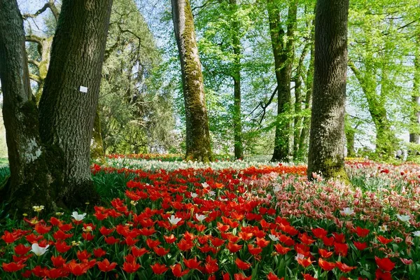 Parc Avec Des Arbres Des Tulipes Colorées Fleurissant Printemps Photo — Photo