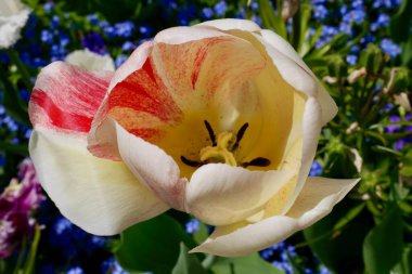 Baharda açan beyaz, pembe laleye yakın. Yüksek kalite fotoğraf