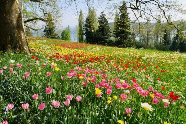 Parque Con Árboles Coloridos Tulipanes Floreciendo Primavera Foto Alta Calidad — Foto de Stock