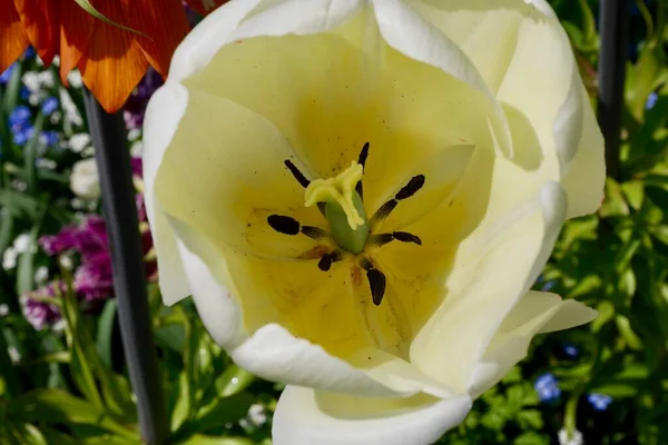 Primer Plano Tulipán Blanco Floreciendo Primavera Foto Alta Calidad —  Fotos de Stock