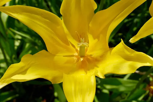 Primer Plano Tulipán Amarillo Floreciendo Primavera Foto Alta Calidad —  Fotos de Stock
