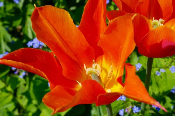 Primer Plano Tulipán Naranja Floreciendo Primavera Foto Alta Calidad —  Fotos de Stock