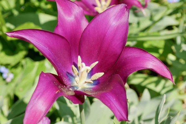 Primer Plano Tulipán Púrpura Floreciendo Primavera Foto Alta Calidad —  Fotos de Stock