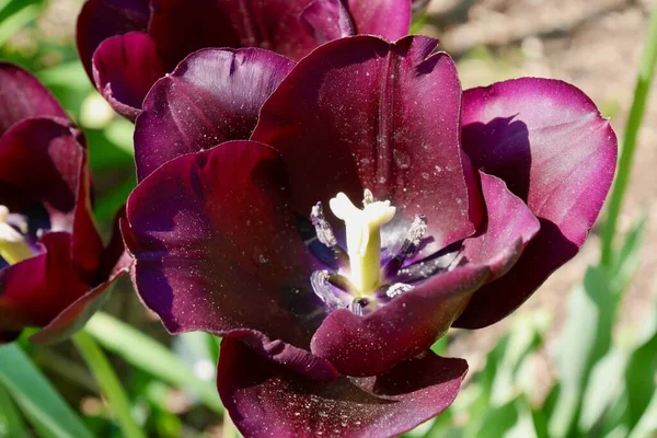 Primer Plano Tulipán Púrpura Floreciendo Primavera Foto Alta Calidad —  Fotos de Stock