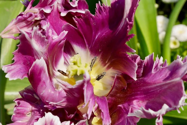 Primer Plano Tulipán Púrpura Floreciendo Primavera Foto Alta Calidad —  Fotos de Stock