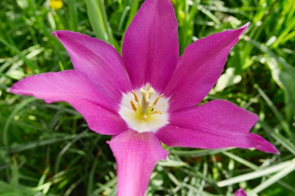 Close Tulipa Roxa Florescendo Primavera Foto Alta Qualidade — Fotografia de Stock