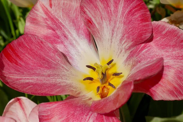Primer Plano Tulipán Rosa Floreciendo Primavera Foto Alta Calidad —  Fotos de Stock