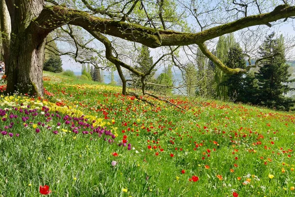 Park Mit Bäumen Und Bunten Tulpen Die Frühling Blühen Hochwertiges — Stockfoto