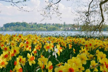 Baharda açan ağaçlar ve sarı nergislerle dolu bir park. Yüksek kalite fotoğraf