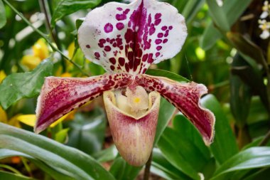 Palm House 'daki pembe orkideyi kapat. Yüksek kalite fotoğraf