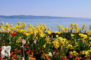 Sarı nergisler ve çiçek açan diğer bahar çiçekleri, arka planda Constance Gölü. Yüksek kalite fotoğraf