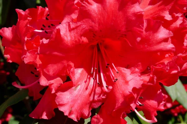 Primer Plano Flor Roja Rododendro Floreciendo Primavera Foto Alta Calidad —  Fotos de Stock