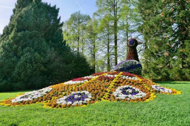 Tavuskuşu figürü Mainau Adası, Constance Gölü, Almanya 'daki renkli çiçeklerden yapılmıştır. Yüksek kalite fotoğraf