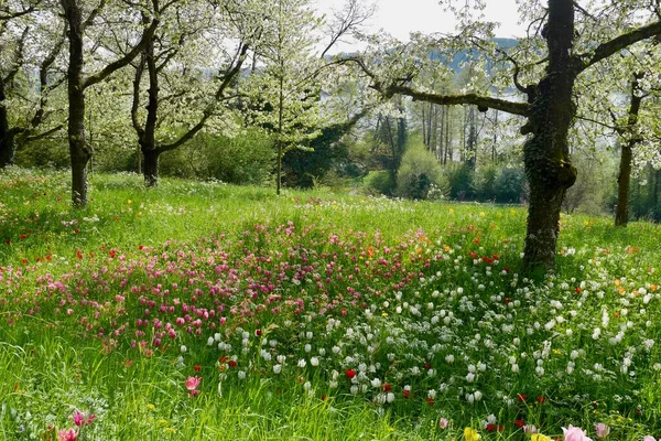 Pomar Florescendo Com Campo Tulipa Colorido Foto Alta Qualidade — Fotografia de Stock