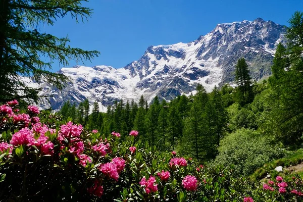 Rosas Alpinas Rojas Con Nevado Monte Rosa Fondo Piamonte Italia —  Fotos de Stock