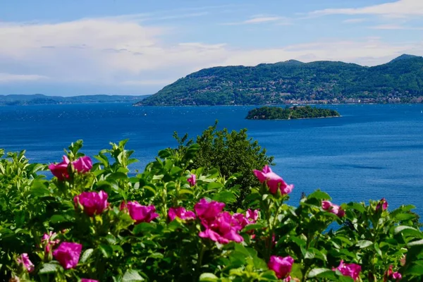 Rosas Vermelhas Jardim Acima Verbania Com Vista Para Lago Maggiore — Fotografia de Stock