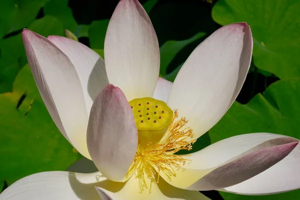 Közel Virágzó Lótuszvirághoz Kiváló Minőségű Fénykép — Stock Fotó