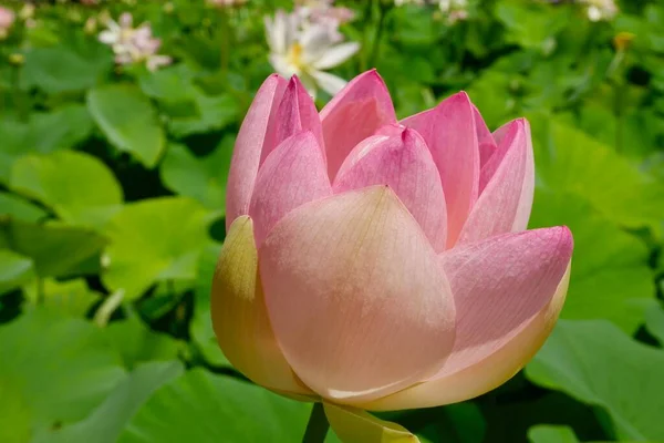 Nahaufnahme Einer Blühenden Rosa Lotusblume Hochwertiges Foto — Stockfoto