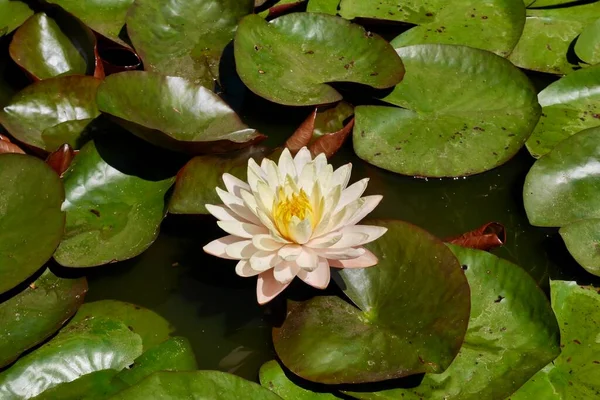 Luftaufnahme Der Weißen Seerose Hochwertiges Foto — Stockfoto