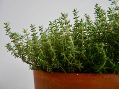 Balkondaki beyaz duvara karşı terakotta saksısında kekik bitkisi. Seçici odaklanma. Yüksek kalite fotoğraf